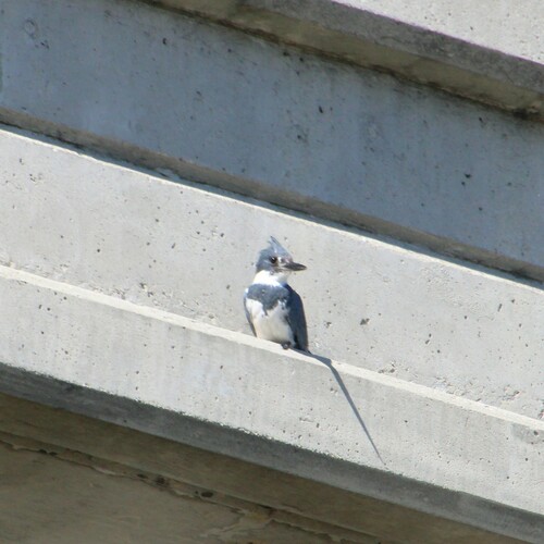iNaturalist observation photo of Belted Kingfisher