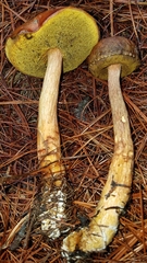 Aureoboletus projectellus