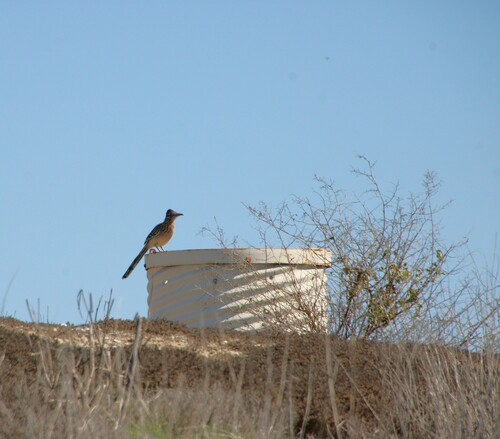 iNaturalist observation photo of Greater Roadrunner
