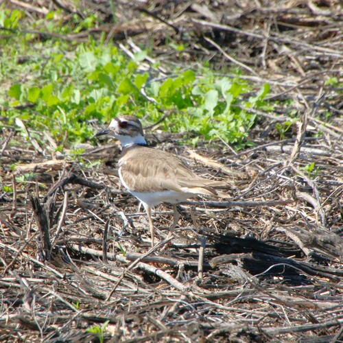 iNaturalist observation photo of Killdeer