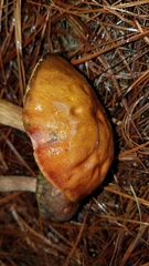 Aureoboletus projectellus