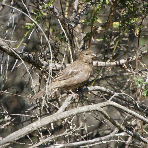 iNaturalist observation photo of House Finch