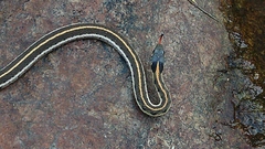 Thamnophis cyrtopsis cyrtopsis