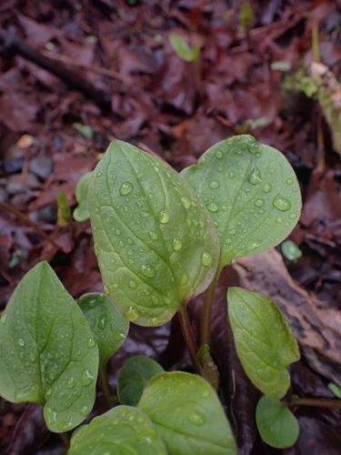Image of Mertensia platyphylla by no rights reserved