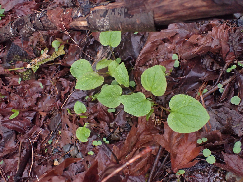 Mertensia platyphylla; photograph author not stated, no rights reserved