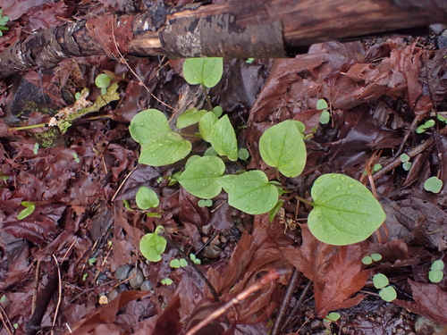 Broadleaf Bluebells (Mertensia platyphylla)