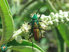Chrysoprasis aurigena