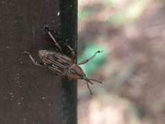 Rhabdoscelus lineaticollis