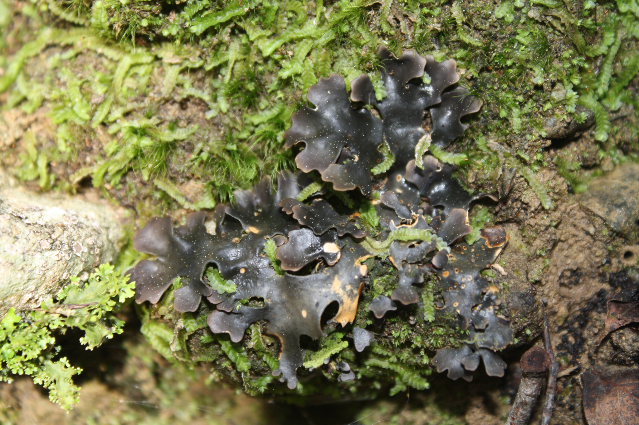 Pseudocyphellaria lividofusca image