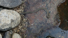 Thamnophis cyrtopsis cyrtopsis