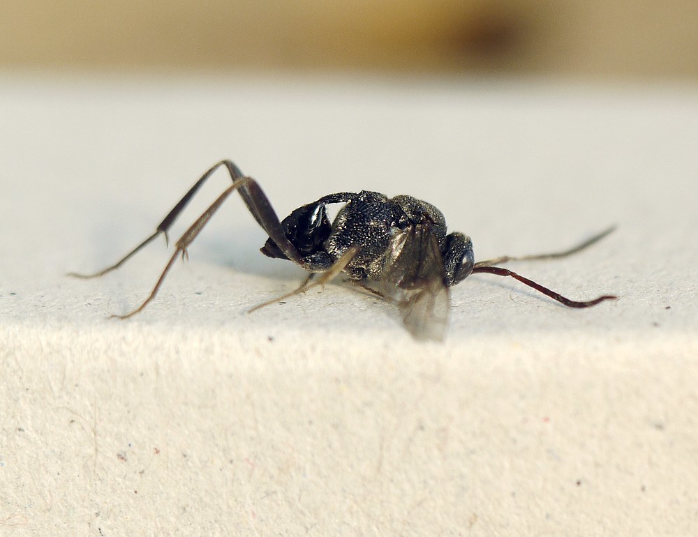 Ensign wasp