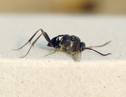 Ensign wasp