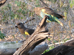 Poicephalus meyeri