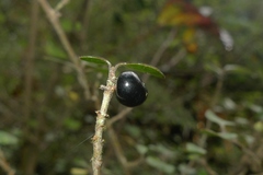Coprosma tenuicaulis