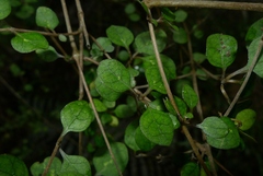 Coprosma tenuicaulis