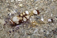 Ancylocaris brevicarpalis