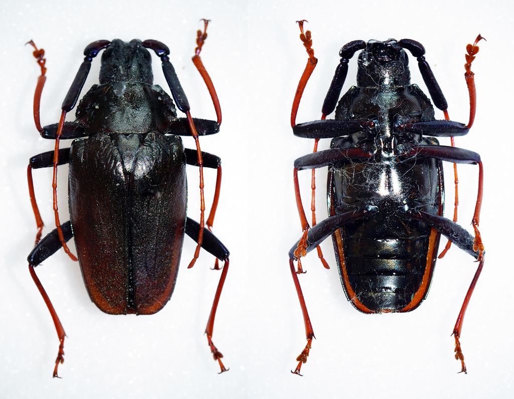 Charmallaspis pulcherrima