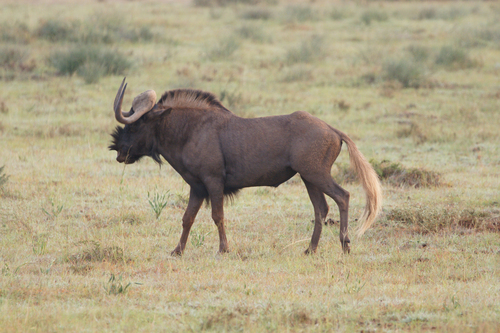 Black Wildebeest (Connochaetes gnou)