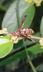 Polistes fastidiosus