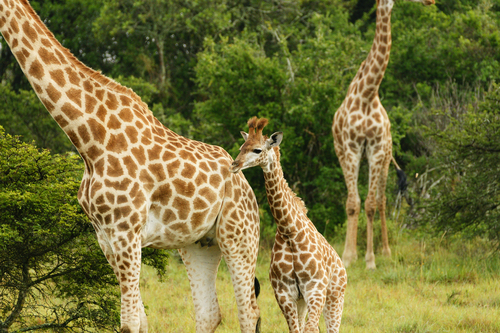 Southern Giraffe