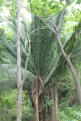 Attalea cohune