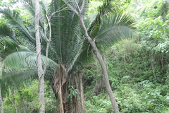 Attalea cohune