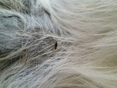 Spilopsyllus cuniculi