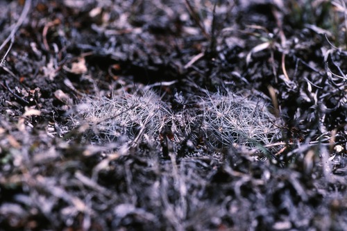 Mammillaria zephyranthoides ssp. zephyranthoides