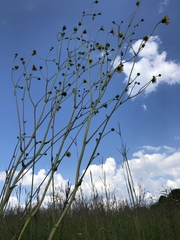 Silphium terebinthinaceum