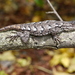 Eastern Fence Lizard - Photo (c) Matt Muir, some rights reserved (CC BY-SA)