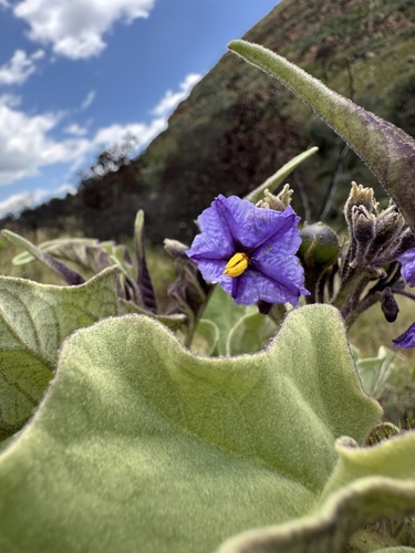 Solanum crinitipes, photograph 5