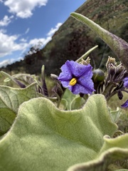 Nicolás Baresch Uribe, CC BY, iNaturalist via GBIF Solanum crinitipes, photograph Nicolás Baresch Uribe, CC BY, iNaturalist via GBIF