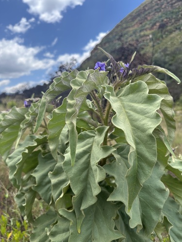 Solanum crinitipes, photograph 6