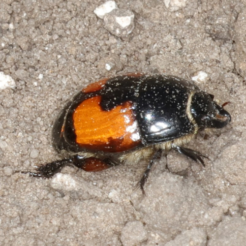Spilodiscus instratus