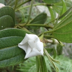 Melastomataceae