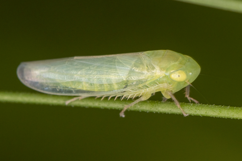 Chlorotettix balli