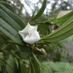 Melastomataceae