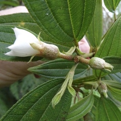 Melastomataceae