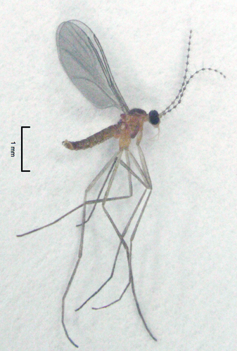 Lestremia leucophaea