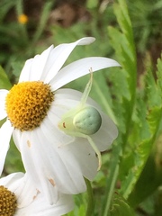 Misumena nigromaculata