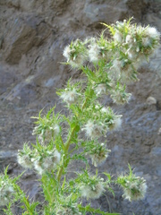 Cirsium candelabrum