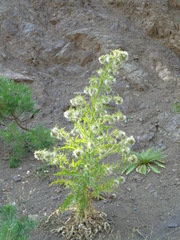 Cirsium candelabrum