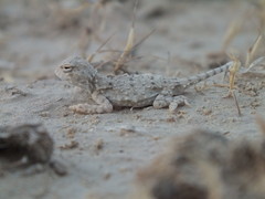 Phrynocephalus helioscopus