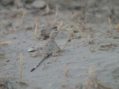 Phrynocephalus helioscopus