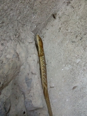 Gerrhonotus ophiurus