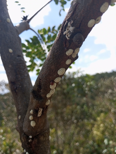 Mimosa giant monophlebid