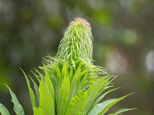 Lobelia giberroa