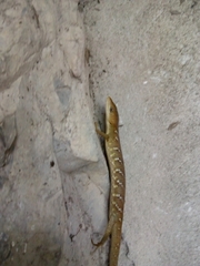 Gerrhonotus ophiurus