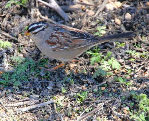 iNaturalist observation photo of White-crowned Sparrow