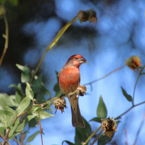iNaturalist observation photo of House Finch